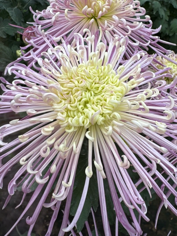 【仙女的袖】稀有大花型九月大菊花品种盆栽好养活 原盆原土包对版