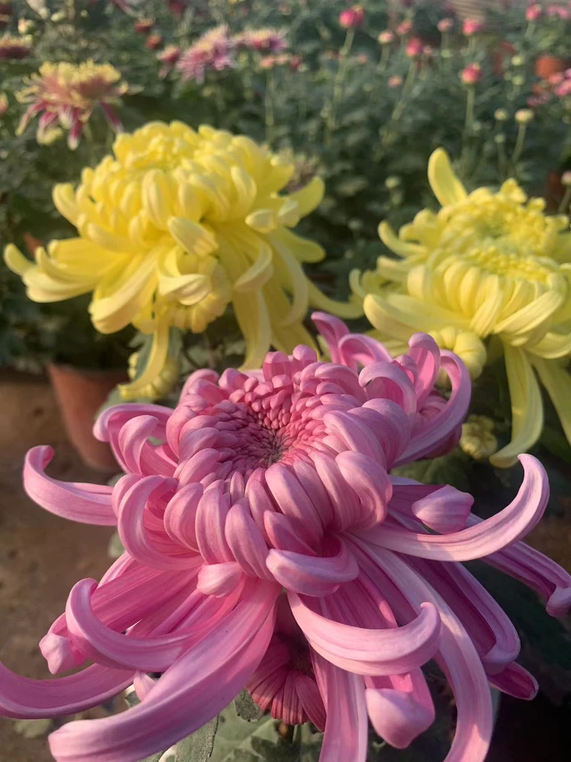 【绝代双娇】稀有大花型九月大菊花品种盆栽好养活 原盆原土包对版