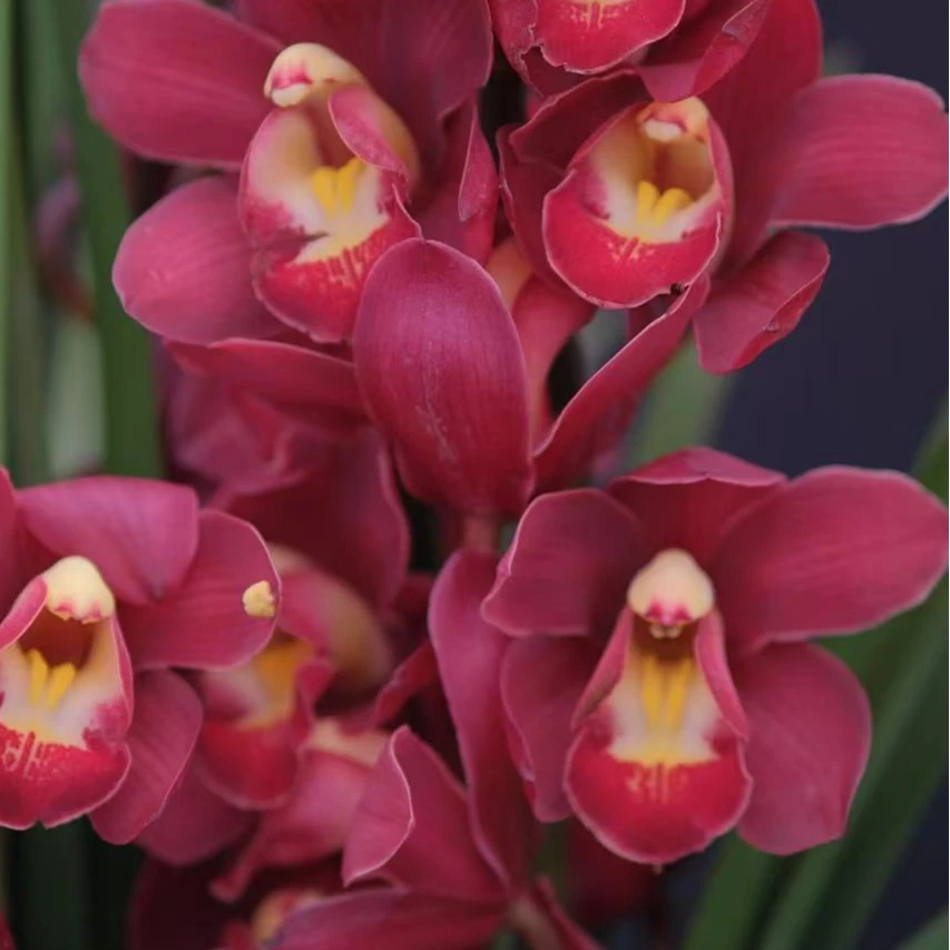 年宵花【桌面大红袍】大花惠兰室内外高端观赏花卉