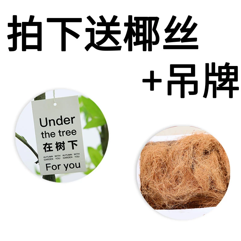 吊牌挂件和椰丝草