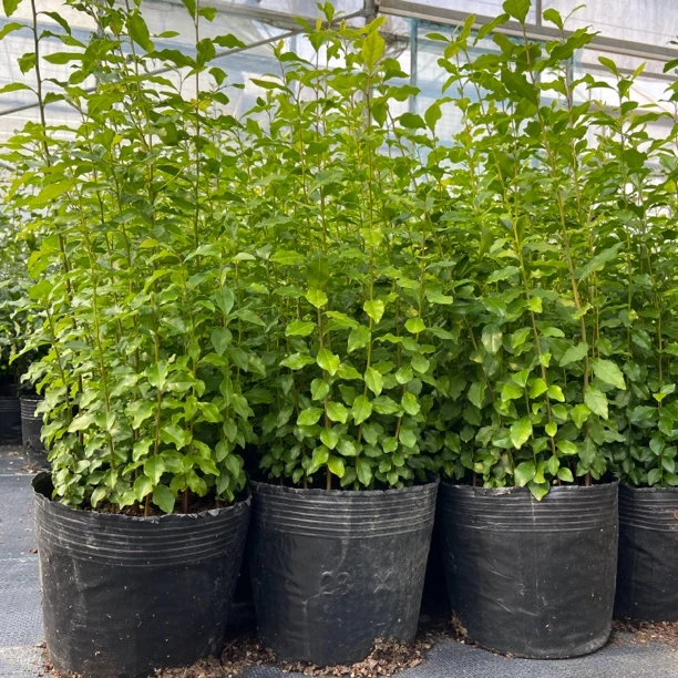 金弹子直播下单（一物一拍）乱拍不发。