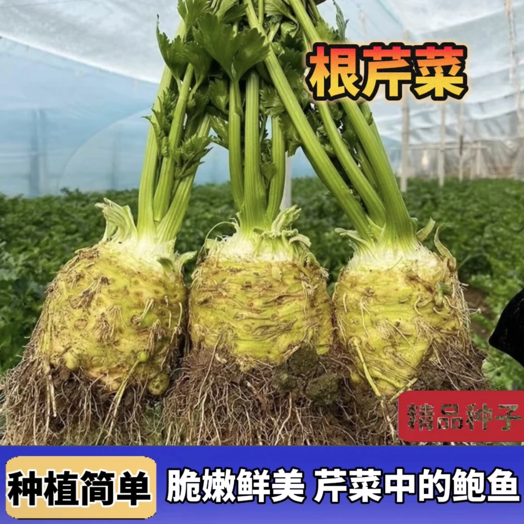 地中海根芹种子 当季新种蔬菜阳台花盆小院四季种植蔬菜种子