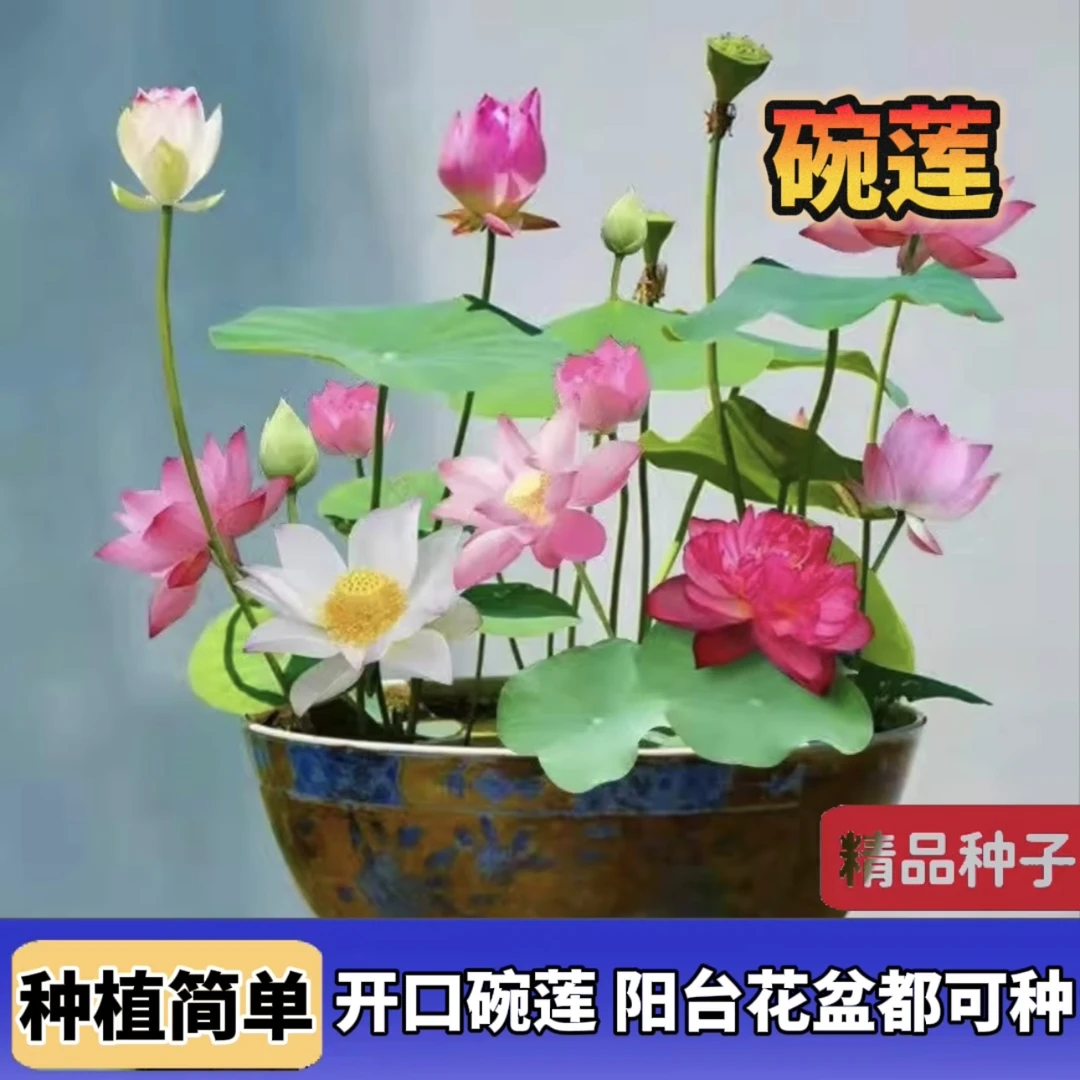 水培碗莲种子 无土水碗莲室内绿植花卉睡莲种籽种植简单易成活