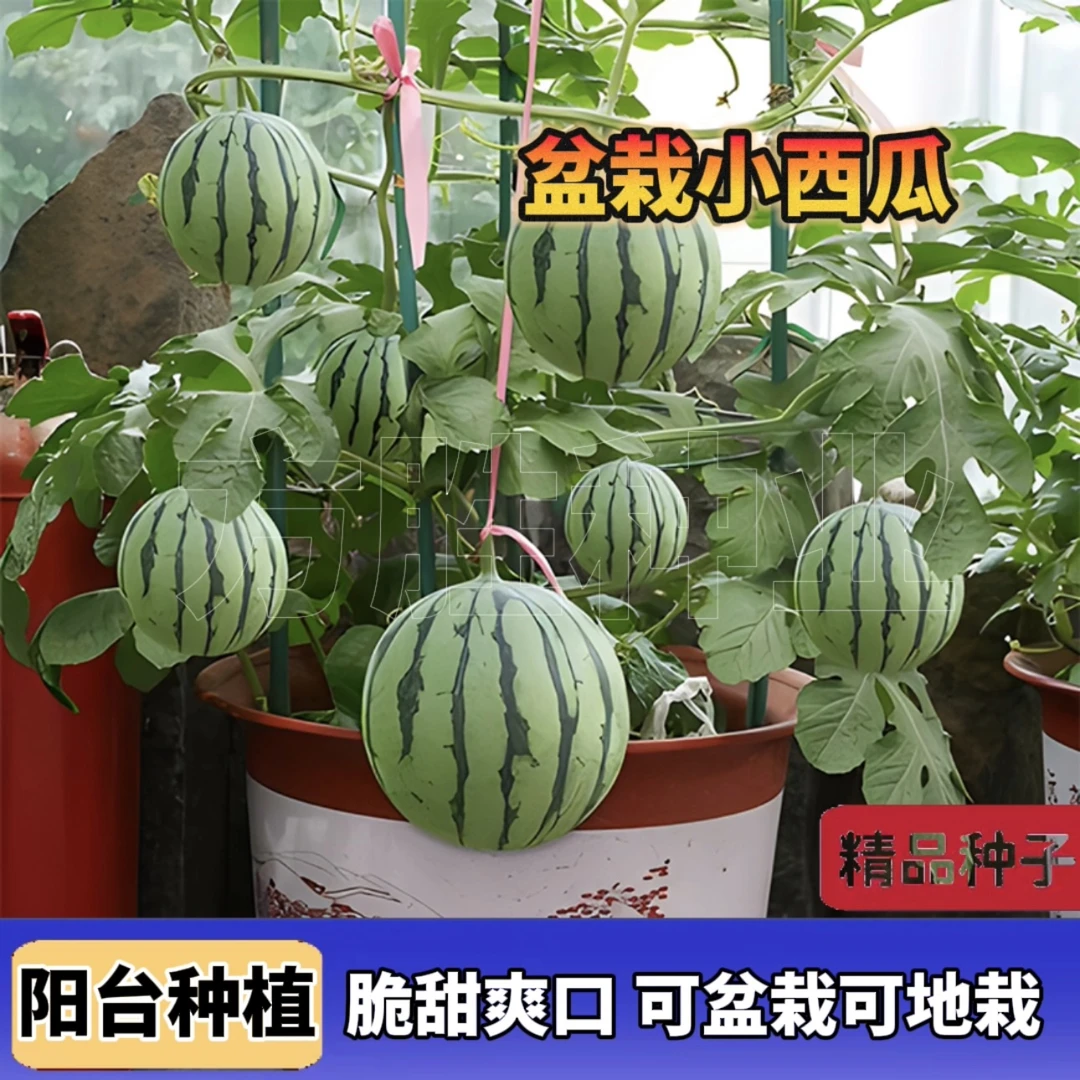 盆栽小西瓜种子 当季新种麒麟西瓜籽阳台水果种子四季播种基地