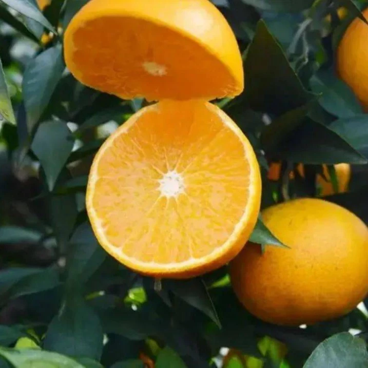 红美人爱媛果冻橙（精品果）4枚（大果约2.5斤/3斤）