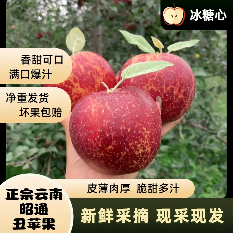 2024头茬新果云南昭通丑苹果原产地新鲜现采现摘