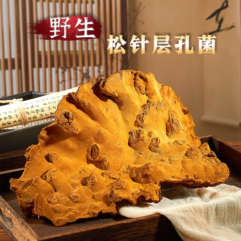 【一物一拍】藏区野生松针层孔菌 松树桑黄