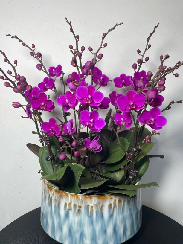 （满天红）小花精美紫红色蝴蝶兰