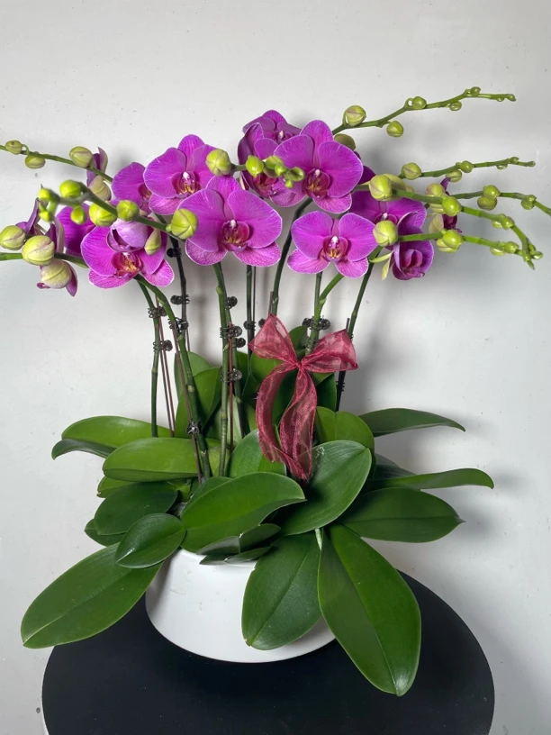 （恭喜发财）大花型高级紫红色蝴蝶兰