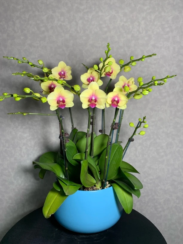 （朝日）黄色招财蝴蝶兰