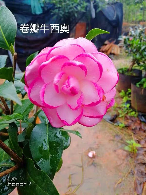 卷瓣牛西奥茶花 （卷牛）