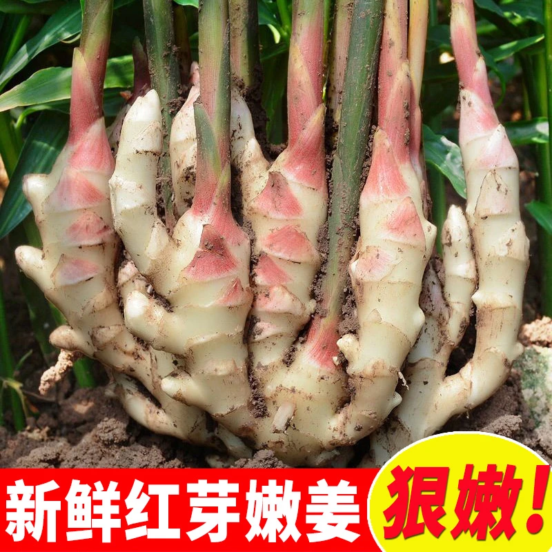 仔姜嫩芽云南新鲜现发红芽仔姜脆嫩辣味