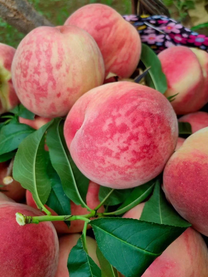 平谷正宗水蜜桃精品礼盒装