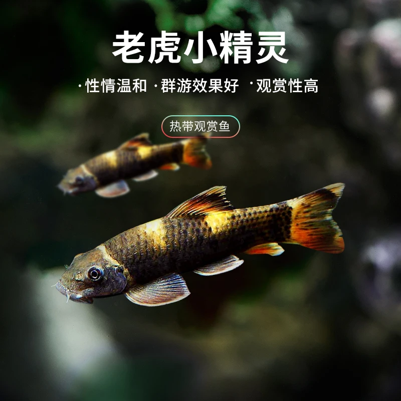 老虎小精灵，熊猫墨头鱼，鱼缸除藻工具鱼