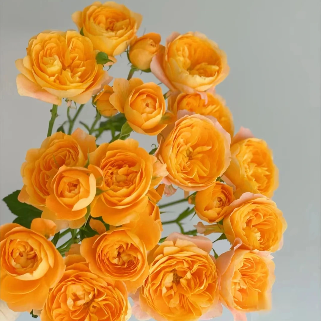 【果汁阳台】原盆原土基地直销阳台盆栽花