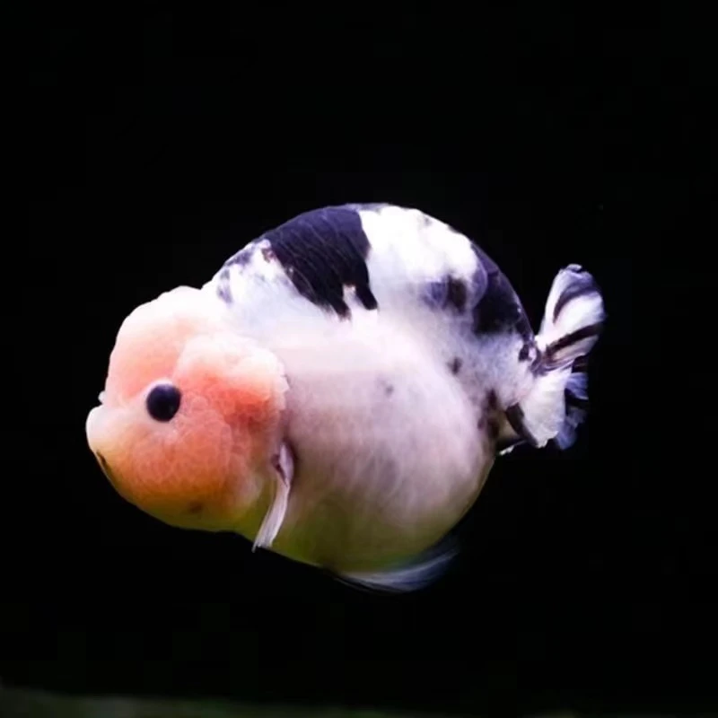 (9)6-7厘米黒寿1条包邮保活