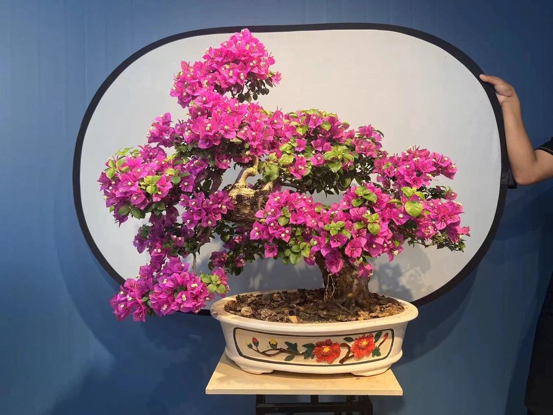 三角梅老桩盆景阳台庭院客厅鲜花植物(一物一拍）盆栽精品