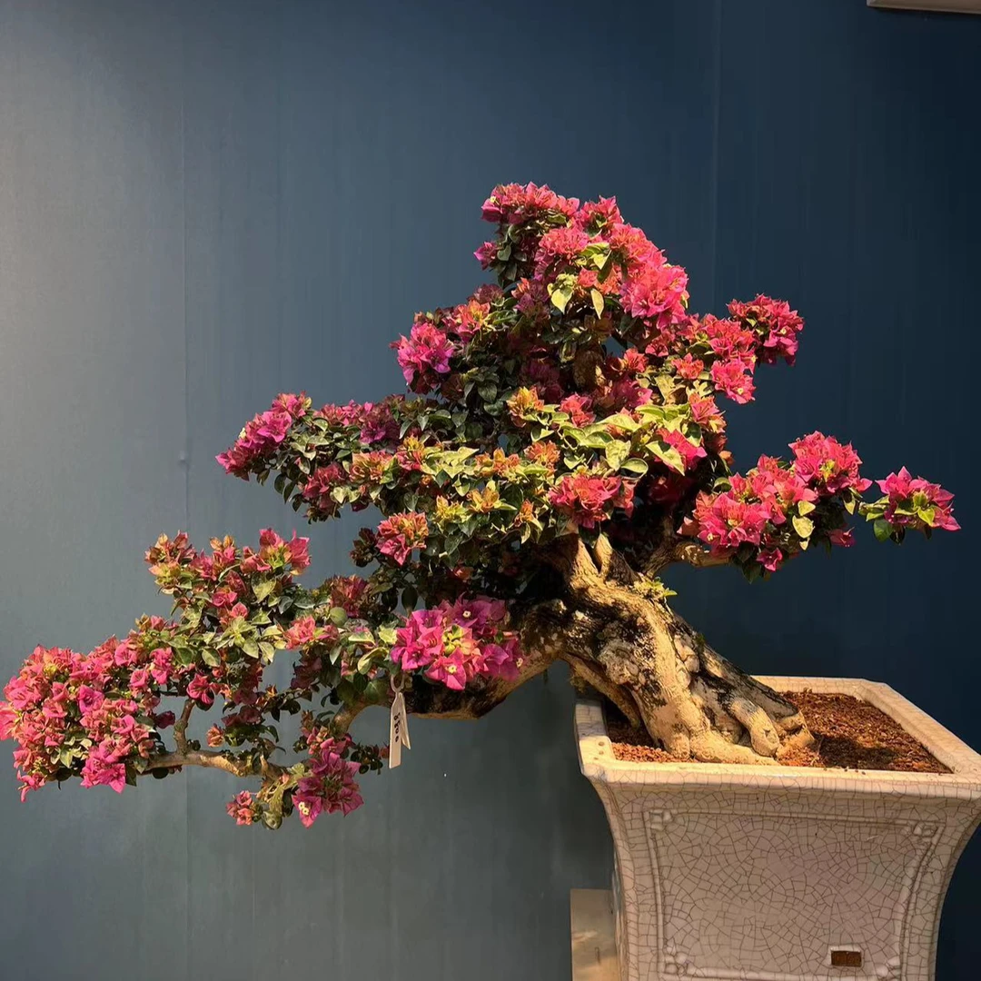三角梅老桩盆景阳台庭院客厅鲜花植物(一物一拍）盆栽精品