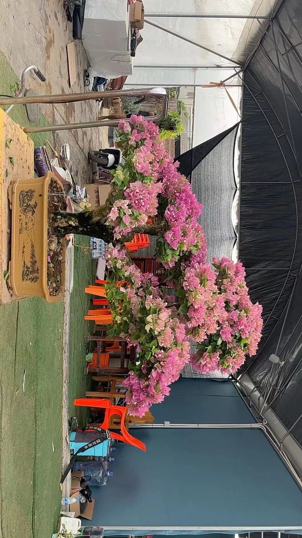 庭院三角梅一物一拍