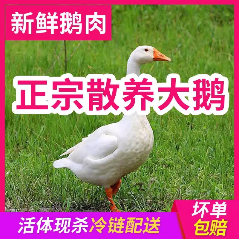【顺丰包邮】大白鹅5-7斤农家散养现杀青年鹅嫩鹅雁鹅带心肝非活鹅