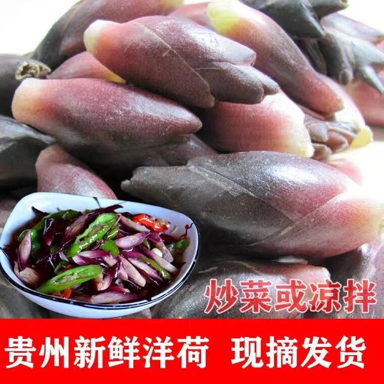 贵州新鲜阳荷姜洋荷应季蔬菜3斤5斤