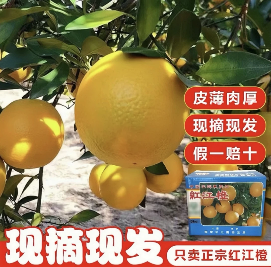 正宗廉江红江橙老树果橙子果园新鲜采摘国宴佳果廉江红江橙