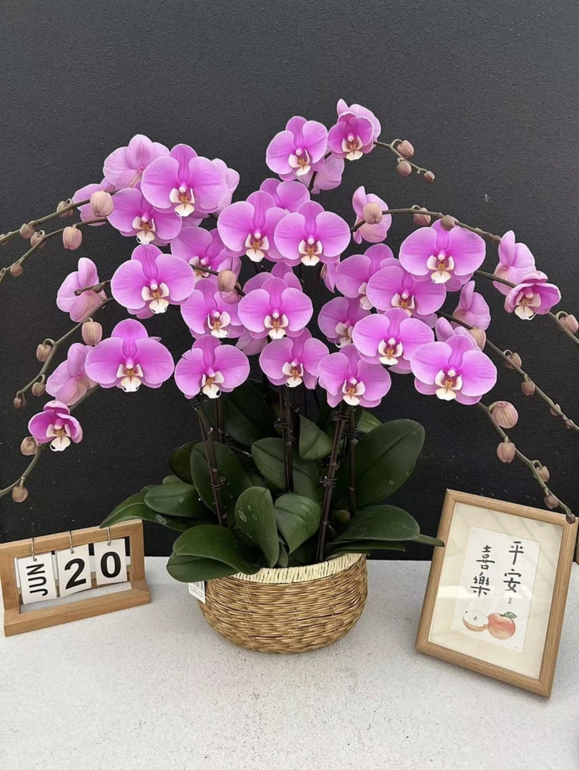 【安娜】3.0双花剑大花型 蝴蝶兰花期久年宵花