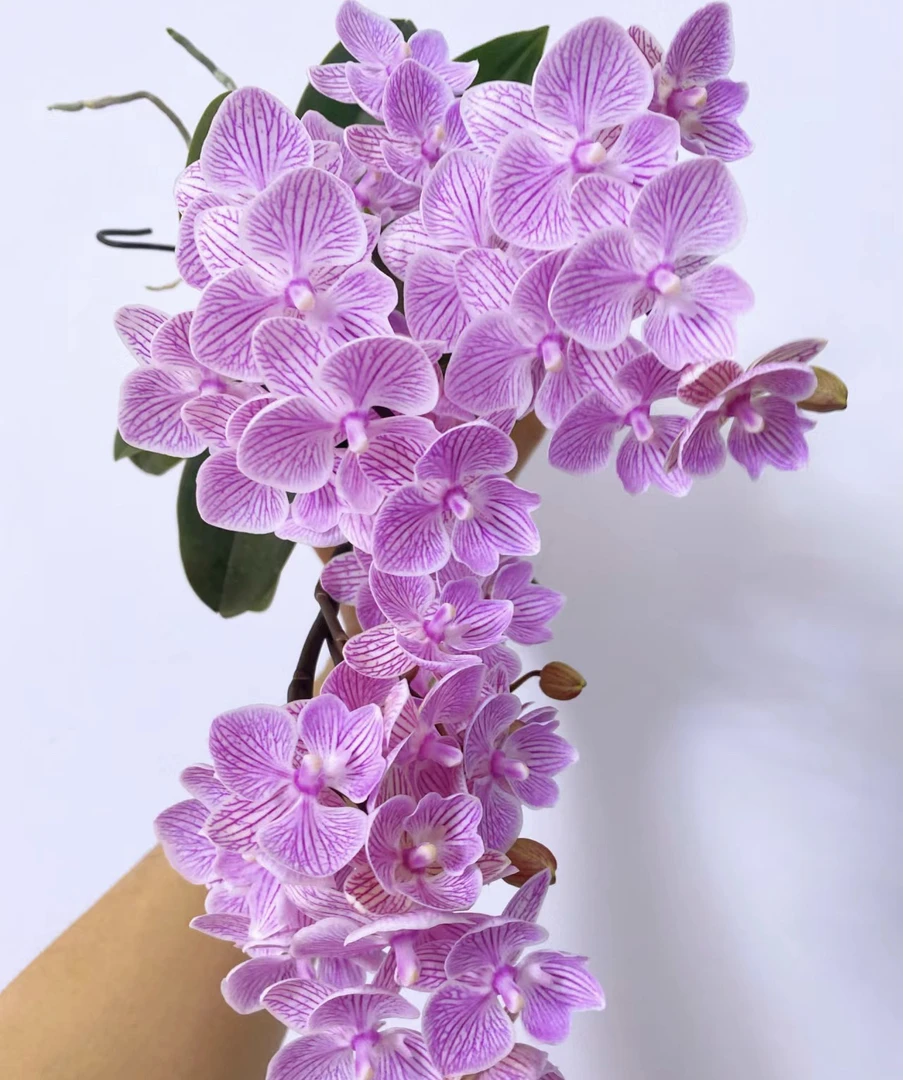带侧枝2花剑 十里桃花【瀑布】蝴蝶兰 爆花品种