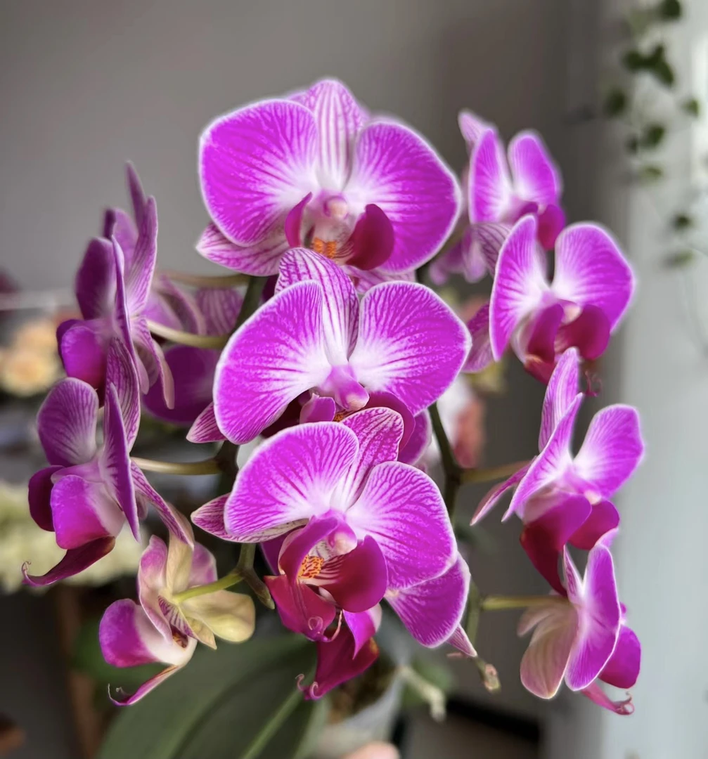 2-3花剑 花之皇后【富贵鸟】丰花型3.0加高加大杯