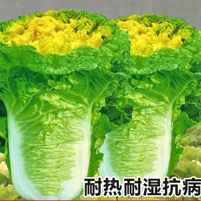 春夏秋北京小杂56种子早熟黄心大白菜种子包心白菜种抗病蔬菜种子