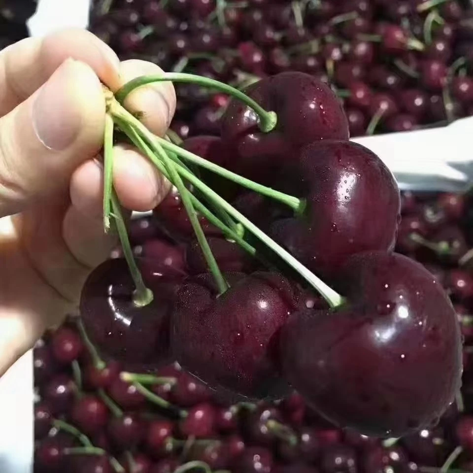 【新疆包邮】智利海运车厘子净果2.5公斤JD瑞吉纳 内附果径卡