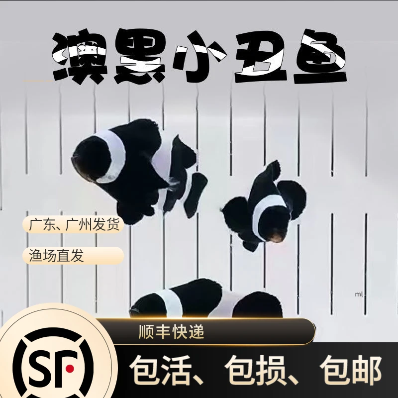 奥黑小丑鱼 精品全纹