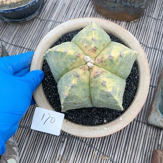 大鸾凤玉一物一拍170