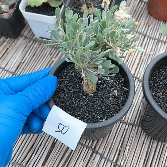 黑鬼殿厚敦菊一物一拍50