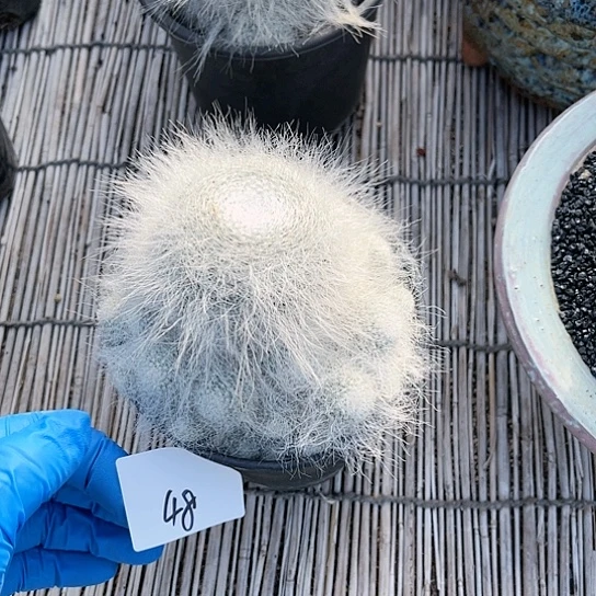 雪猿玉翁一物一拍48