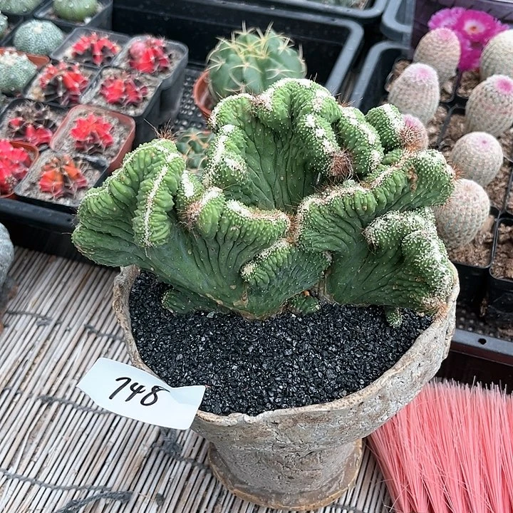 五指山缀一物一拍748