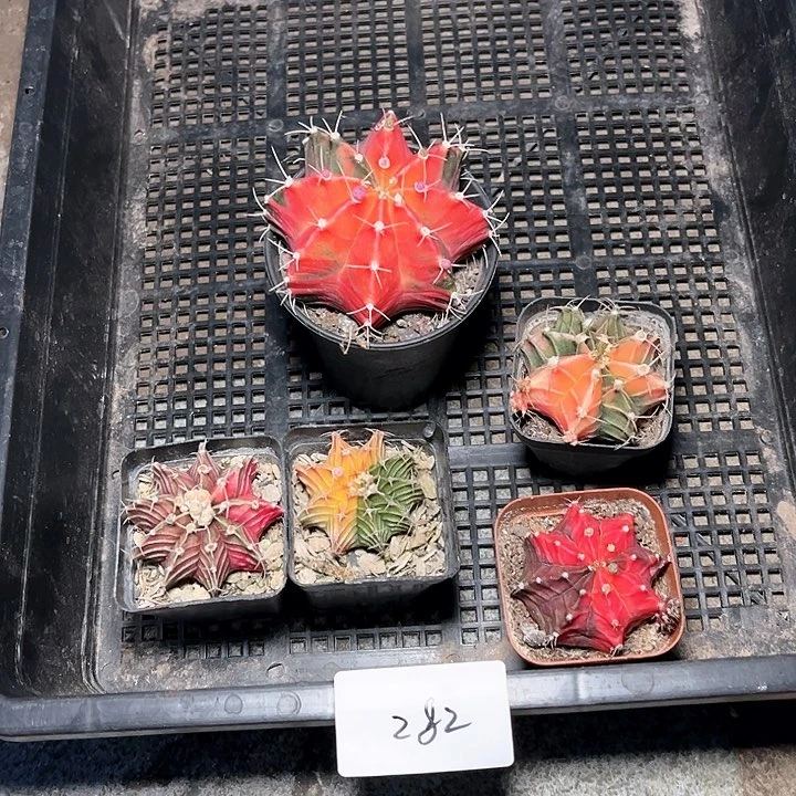 G***ル锦五颗一物一拍发282