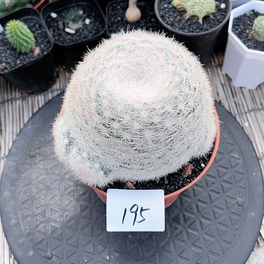 满月一物一拍发195