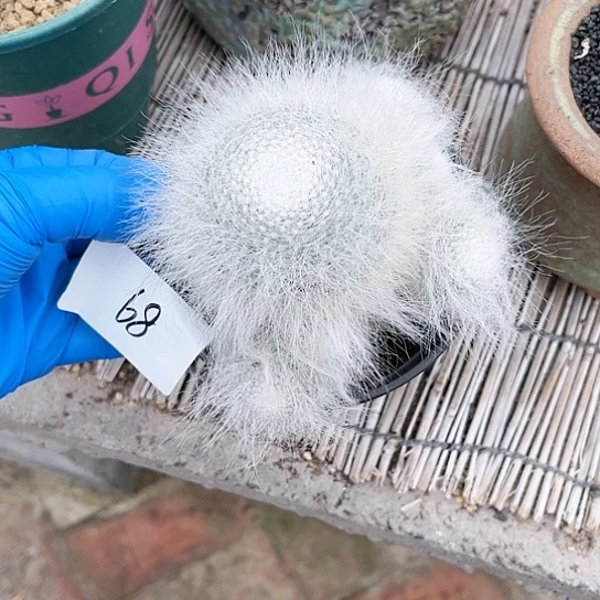 雪猿玉翁一物一拍68