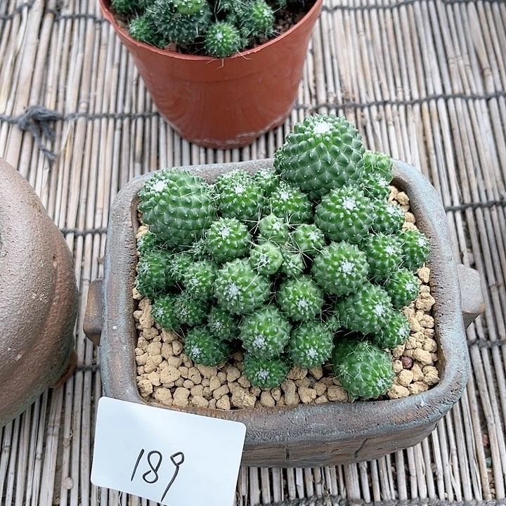 白珠一物一拍189.