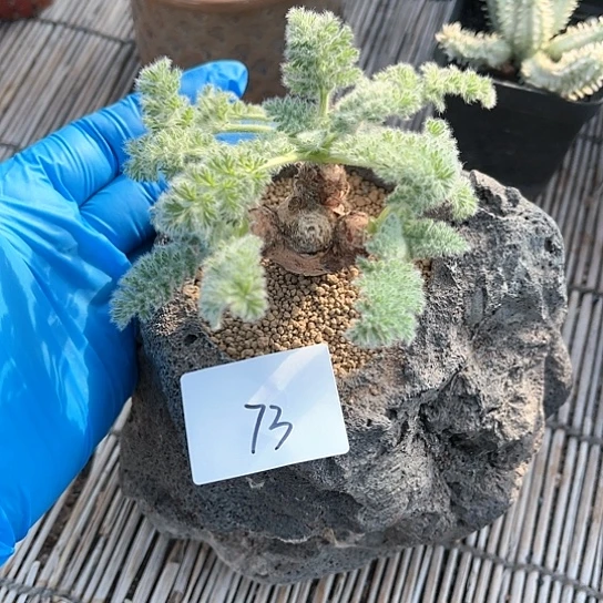 羽叶洋葵一物一拍73