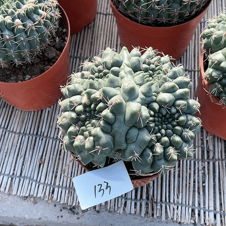 绯花玉缀化一物一拍133
