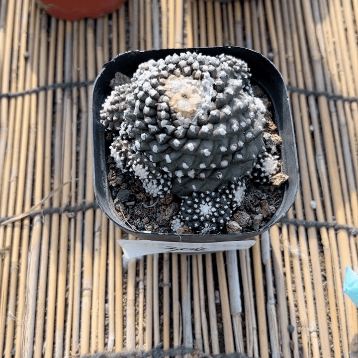 墨蝶一物一拍发304