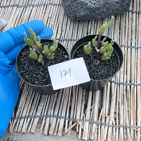 依****花冰糕小兔子两颗一组121