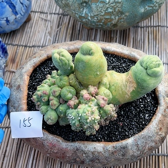 程程柱石化缀一物一拍155