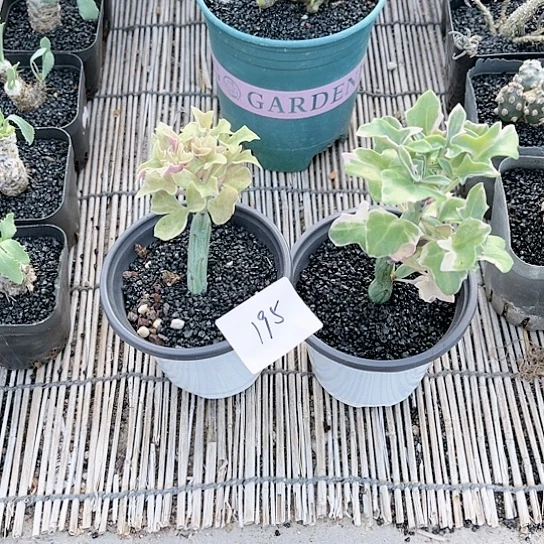 不***柔七宝树锦两颗一组195