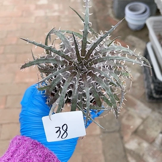 沙漠凤梨一物一拍38