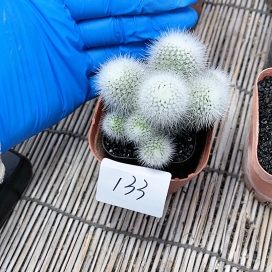 白小丁一物一拍133