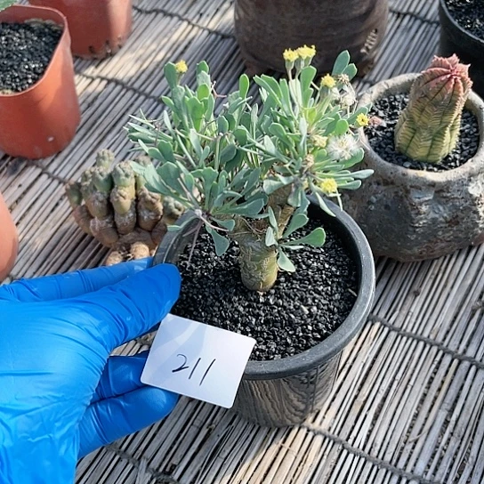 黑鬼殿厚敦菊一物一拍211