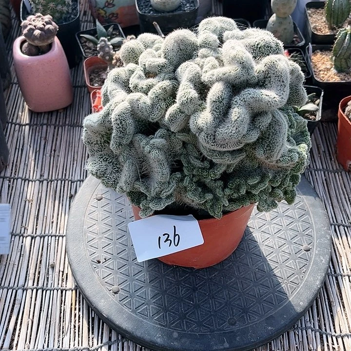 红希望丸缀一物一拍136